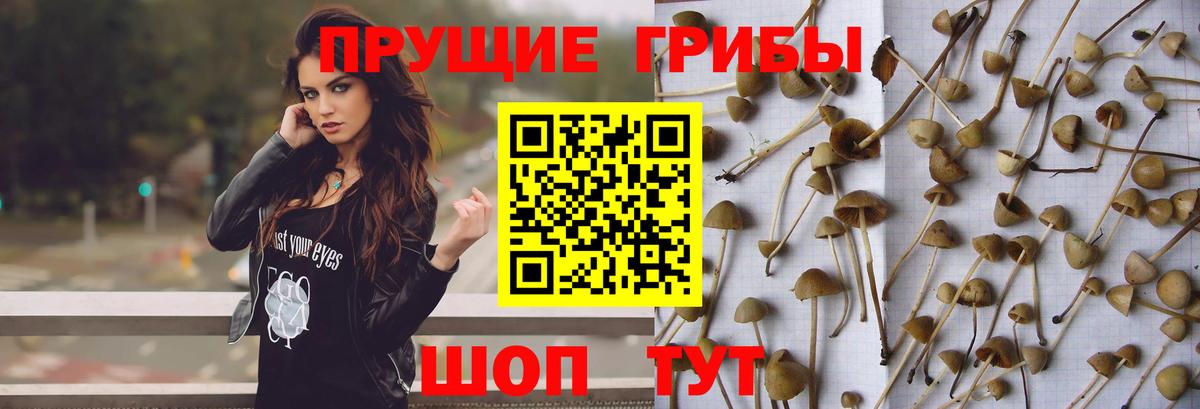 Михайловск  купить наркоту  Вход с VPN  Галлюциногенные грибы Magic Shrooms  Галлюциногенные грибы мицелий 